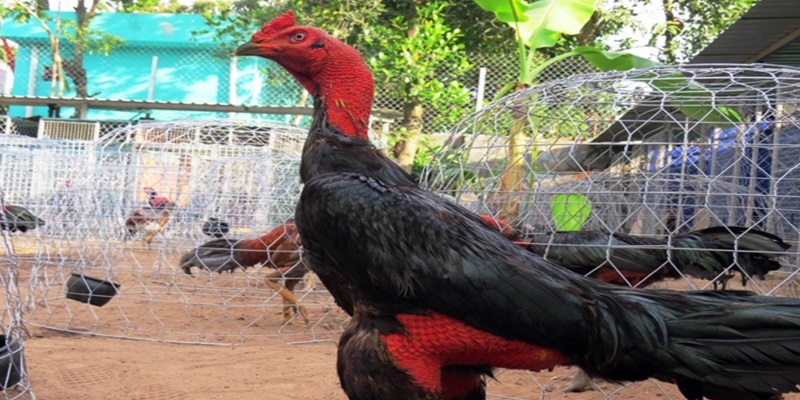 Cách tập lực cho gà chọi